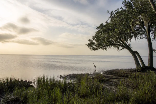 Calm Trinity Bay shoreline at golden hour with cordgrass marsh and a wading heron