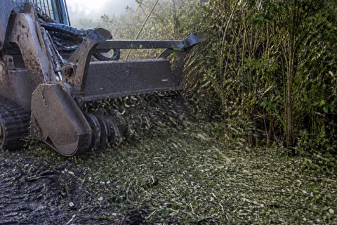 Drum mulcher head grinding through a dense yaupon thicket with wood chips arcing over dark clay soil